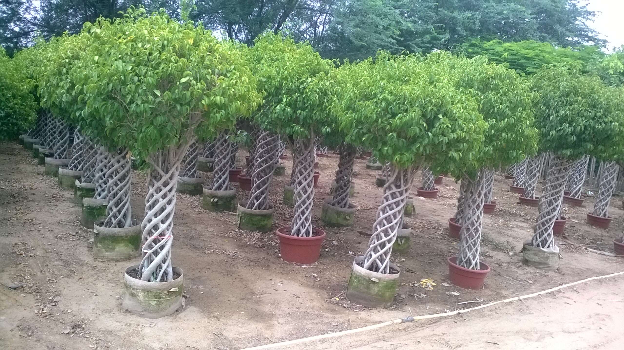 Ficus grille