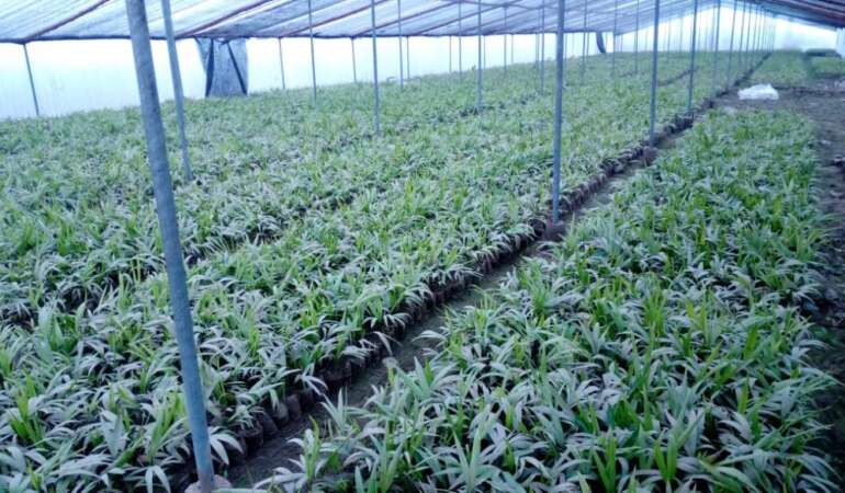 Ravenea Palm Seedlings For Sale: Exclusively Available at Aziz Nursery Farm