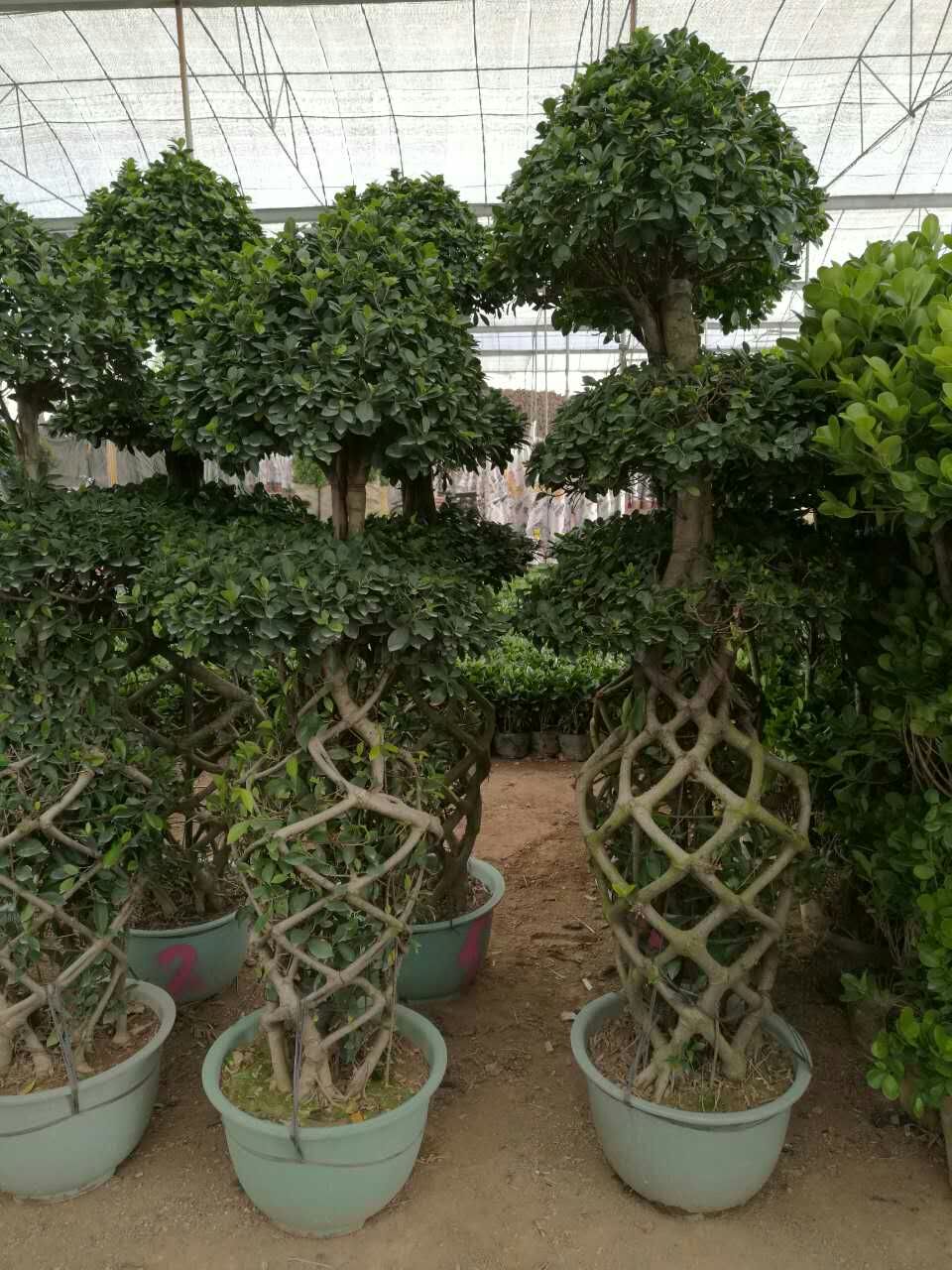 ficus cage shape plants