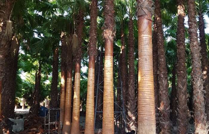Washingtonia Palm Plants in Pakistan | Unveiling the Majestic Beauty