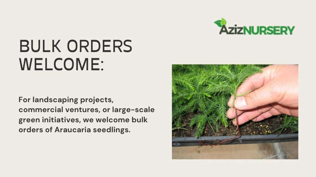 Araucaria Seedlings bulk orders