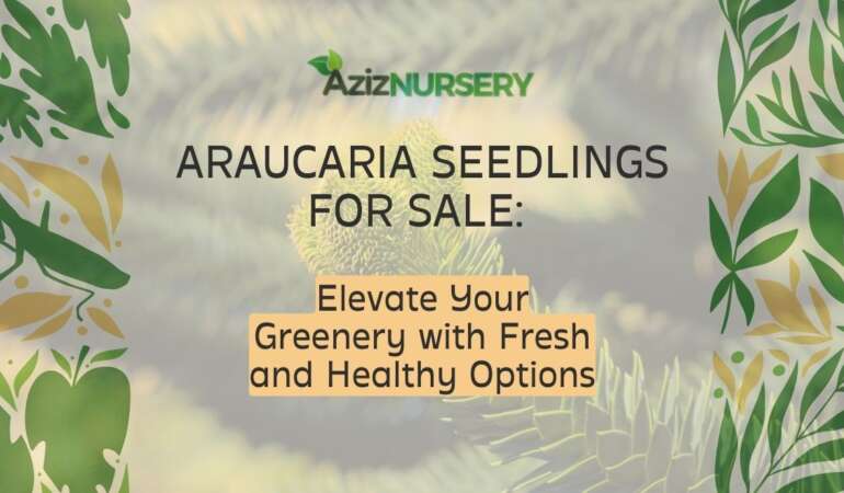 Araucaria Seedlings for Sale: Elevate Your Greenery with Fresh and Healthy Options