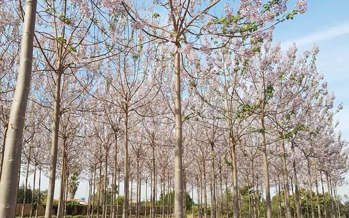 Paulownia Tree: A Crown Jewel for Your Garden at Aziz Nursery Farm