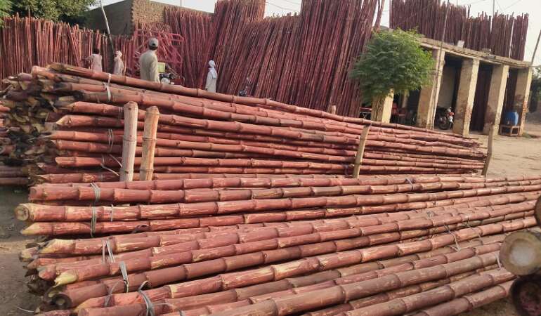 Bamboo Poles and Sticks in Pakistan | Buy Bamboo Poles for Gardening