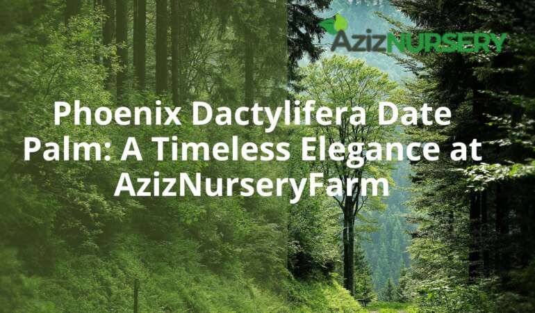 Phoenix Dactylifera Date Palm Plants for Export from AzizNurseryFarm
