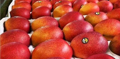Miyazaki Mangoes – The Sweet, Rare Japanese Mango Plants for Sale