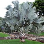 Bismarckia Nobilis Palm بسمارکیا پام