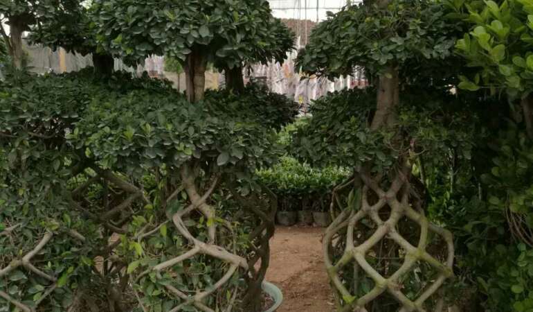 Ficus Cage shape