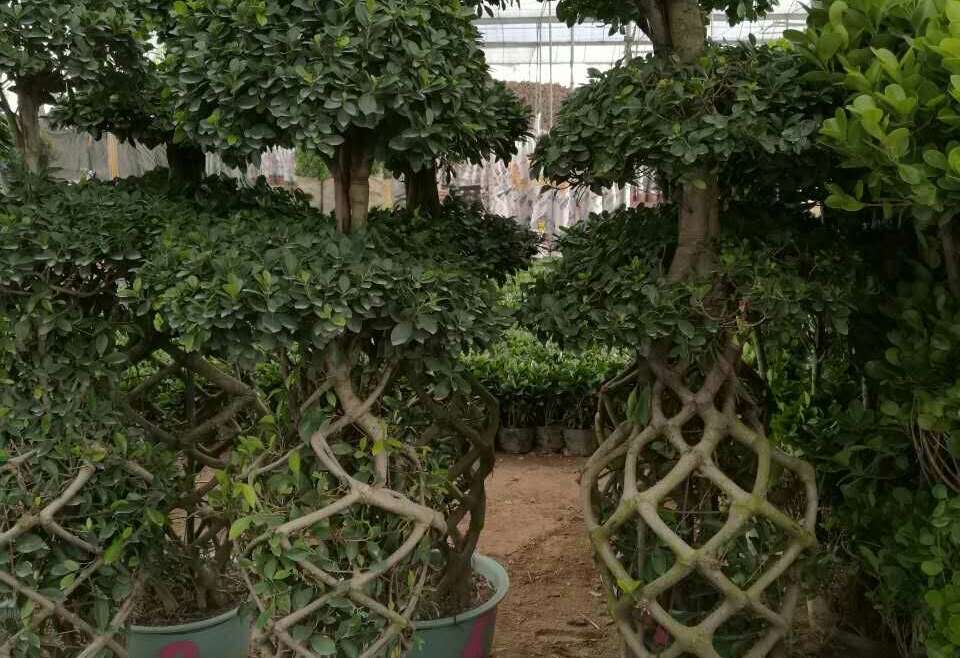 Ficus Cage shape
