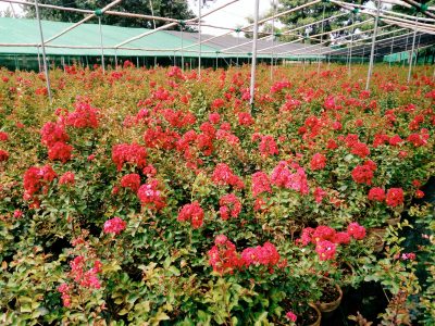 Lagerstroemia dwarf Red color