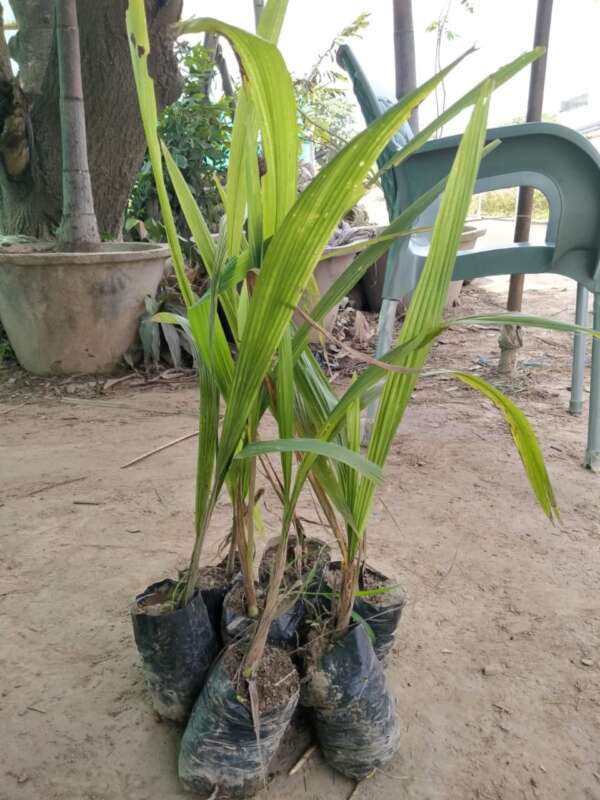 Queen palm saplings height 1 feet