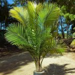 Ravenea Palm plants , روینیا پام