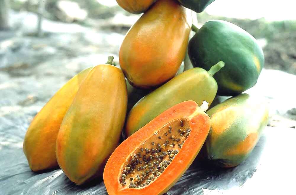 Red Lady Papaya Plants for Sale in Pakistan at AzizNursery.com