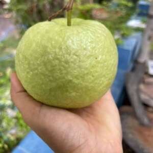 Thai Giant Guava 1kg