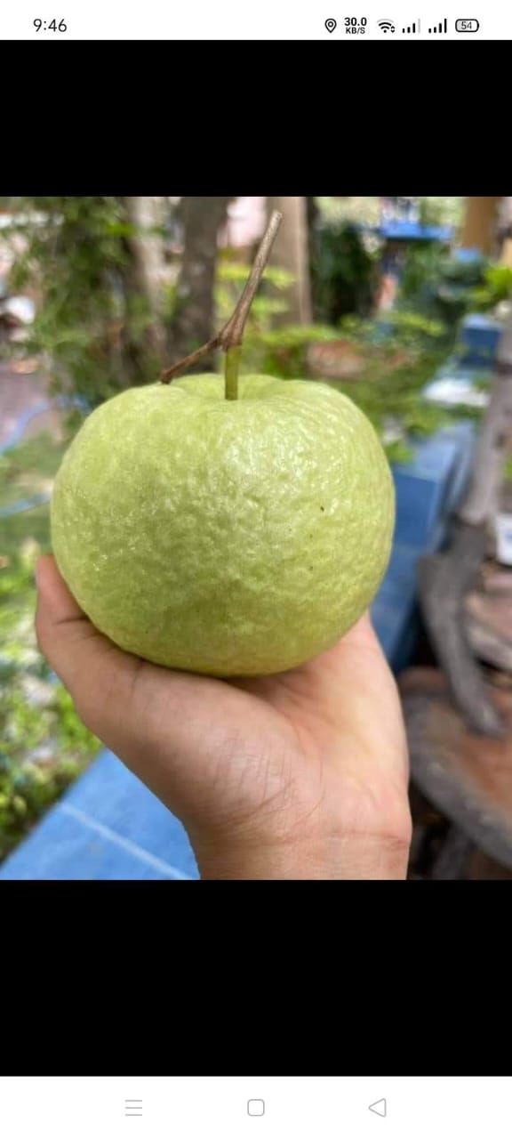 Thai Giant Guava 1kg