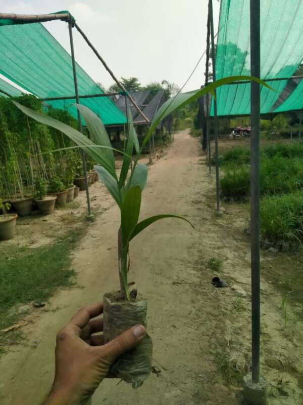 Cane palm theli