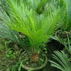 kangi palm
