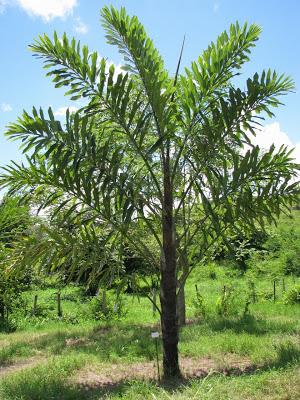 walichia palm plants , ولیچیا پام