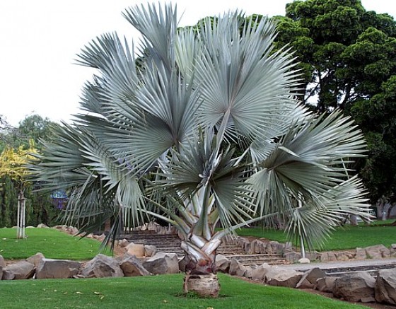 Bismarckia Nobilis Palm | A Crown Jewel in Your Garden