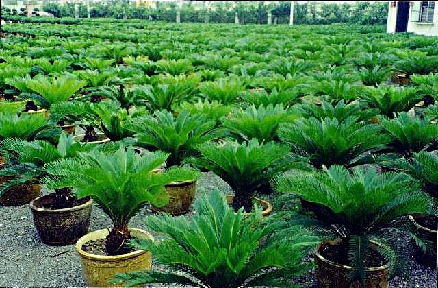 Cycas-revoluta-plants-for-sale