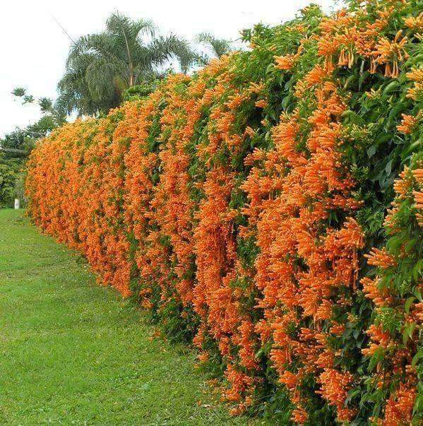 Golden Shower Vine Plants – Unveiling the Beauty