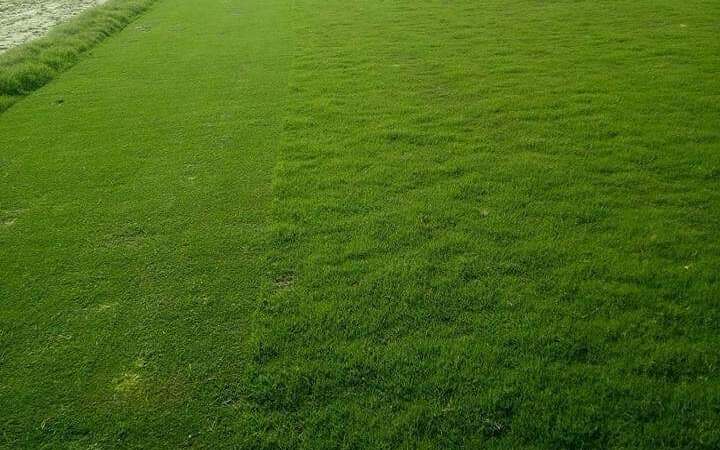 Discovering the Beauty of Fine Dhaka Grass: A Guide to Korean Grass Varieties