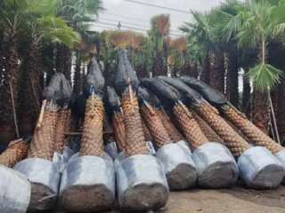 Phoenix Sylvestris Palm: A Symbol of Elegance in Pakistan