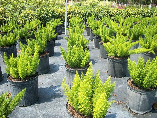 Foxtail Fern and Asparagus Fern: Exquisite Choices from Aziz Nursery