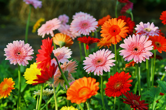 Gerbera-daisies-colors