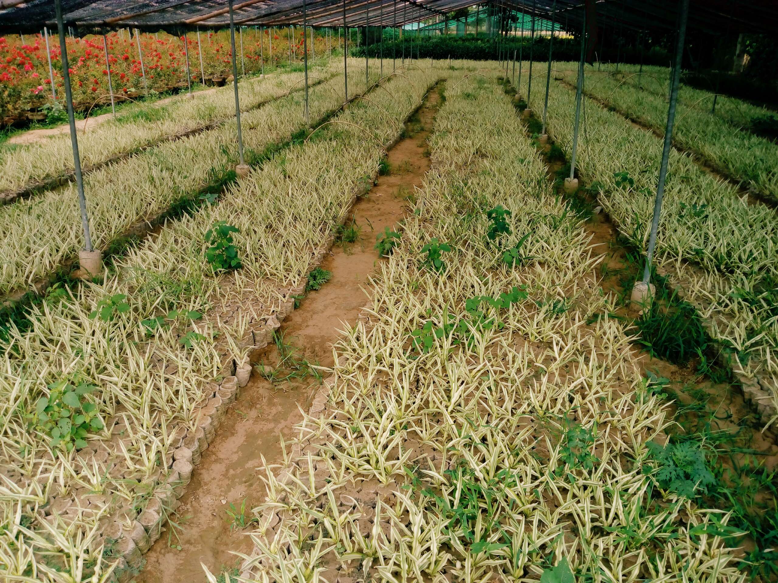 Farkeria plant seedling aziznursery