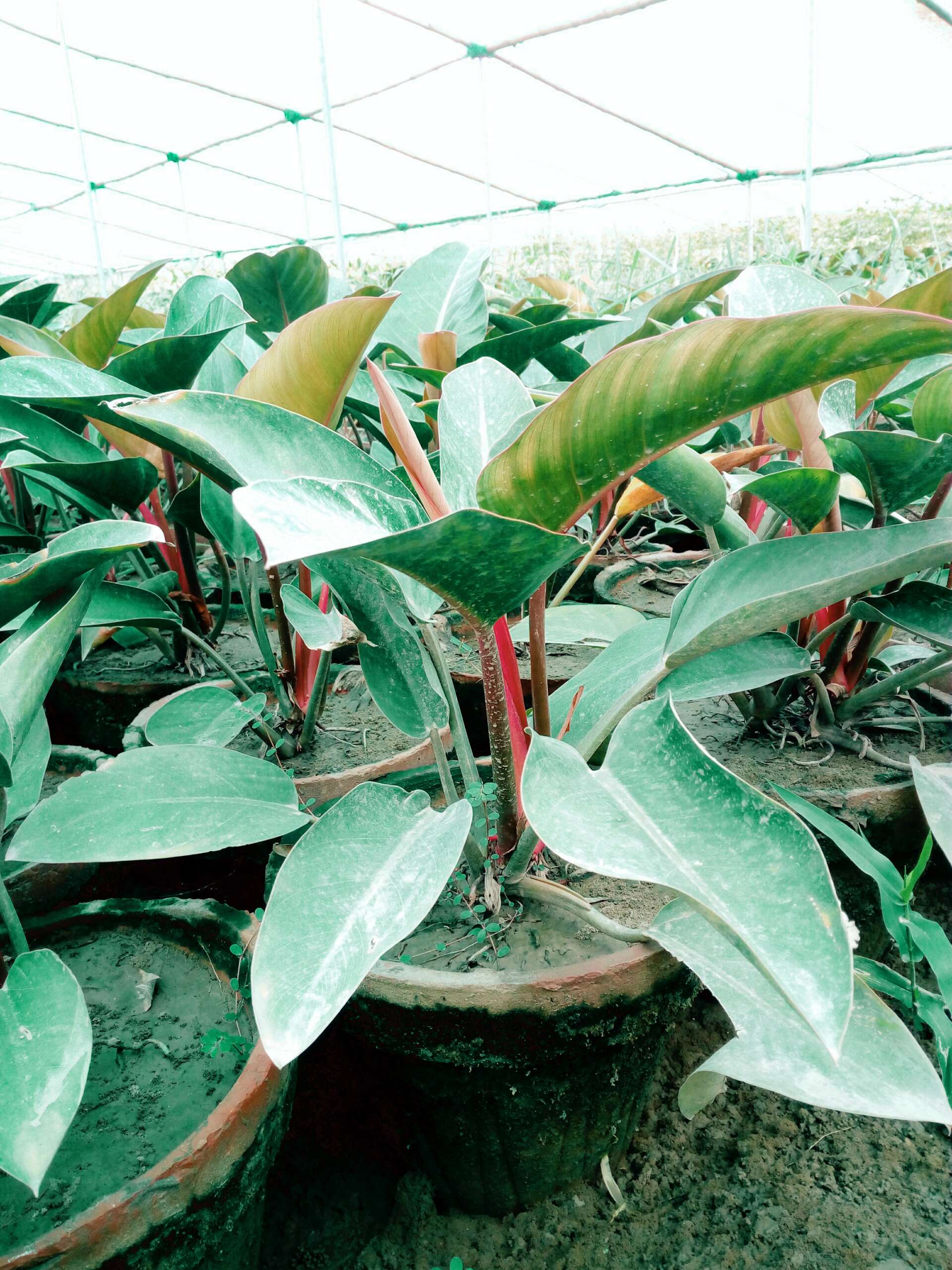 Rojo Congo Plants – Your Gateway to Tropical Splendor