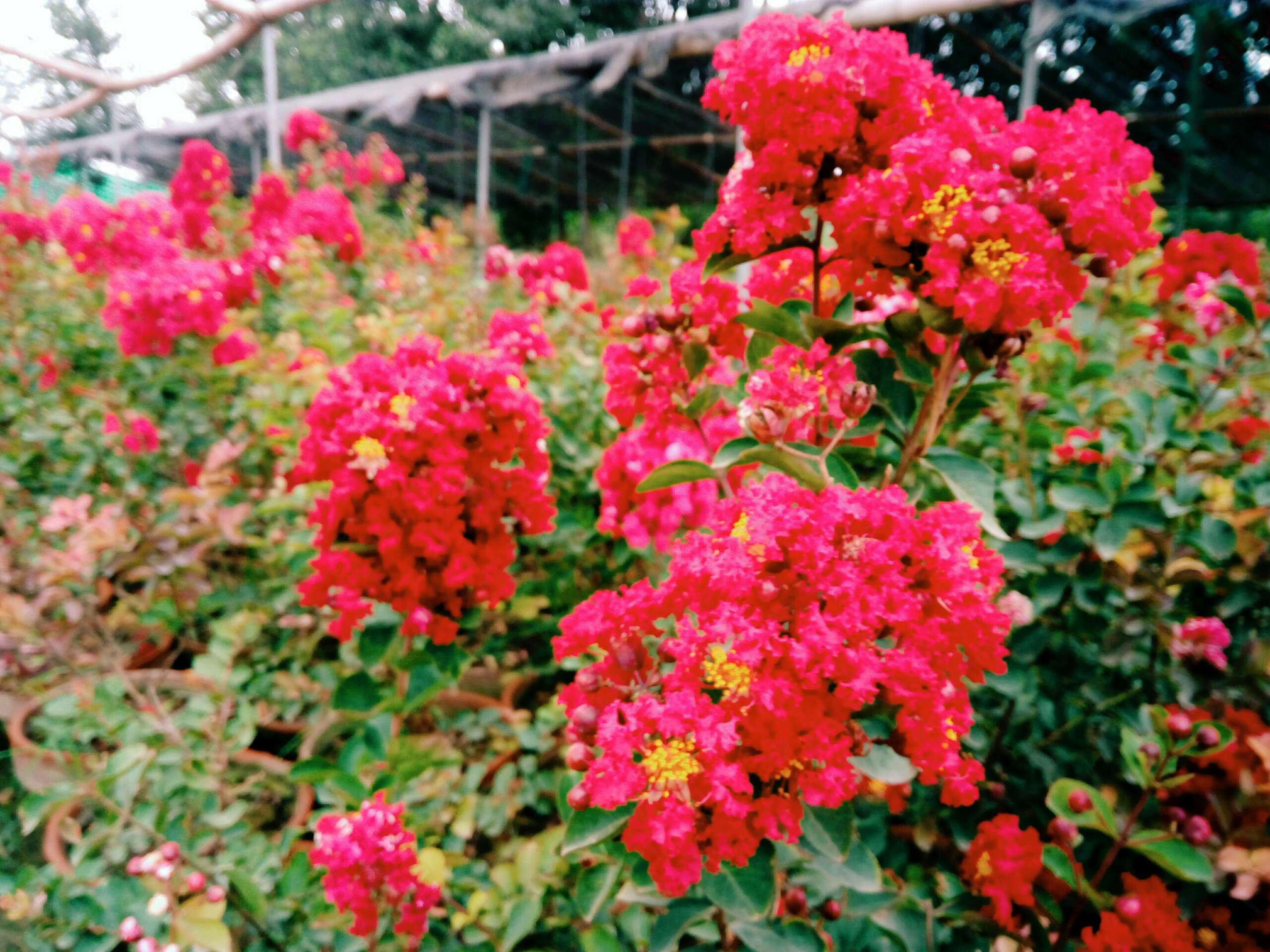 Lagerstroemia Dwarf Red: A Burst of Vibrancy for Your Garden from Aziz Nursery