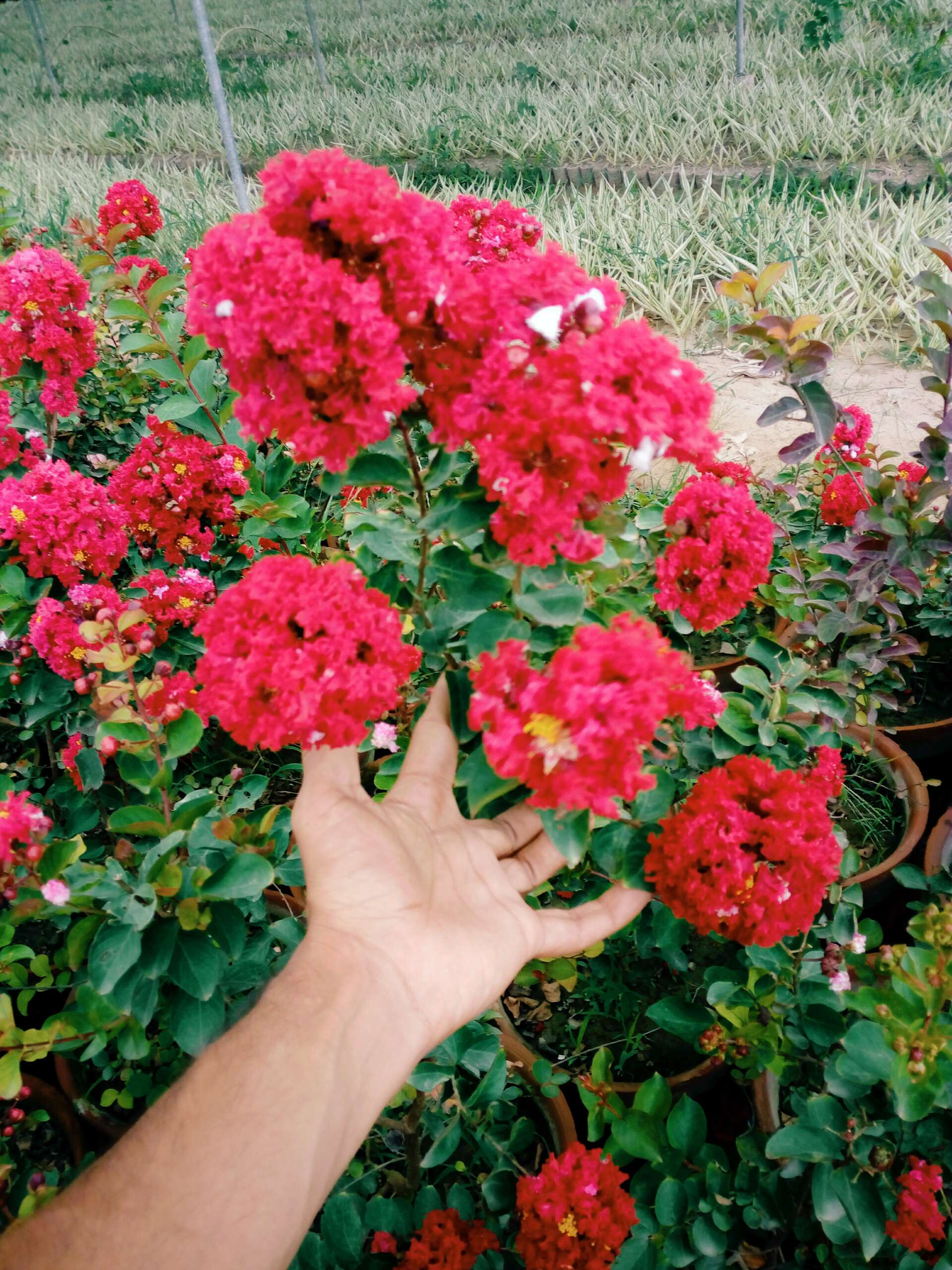 Lagerstroemia Dwarf Red
