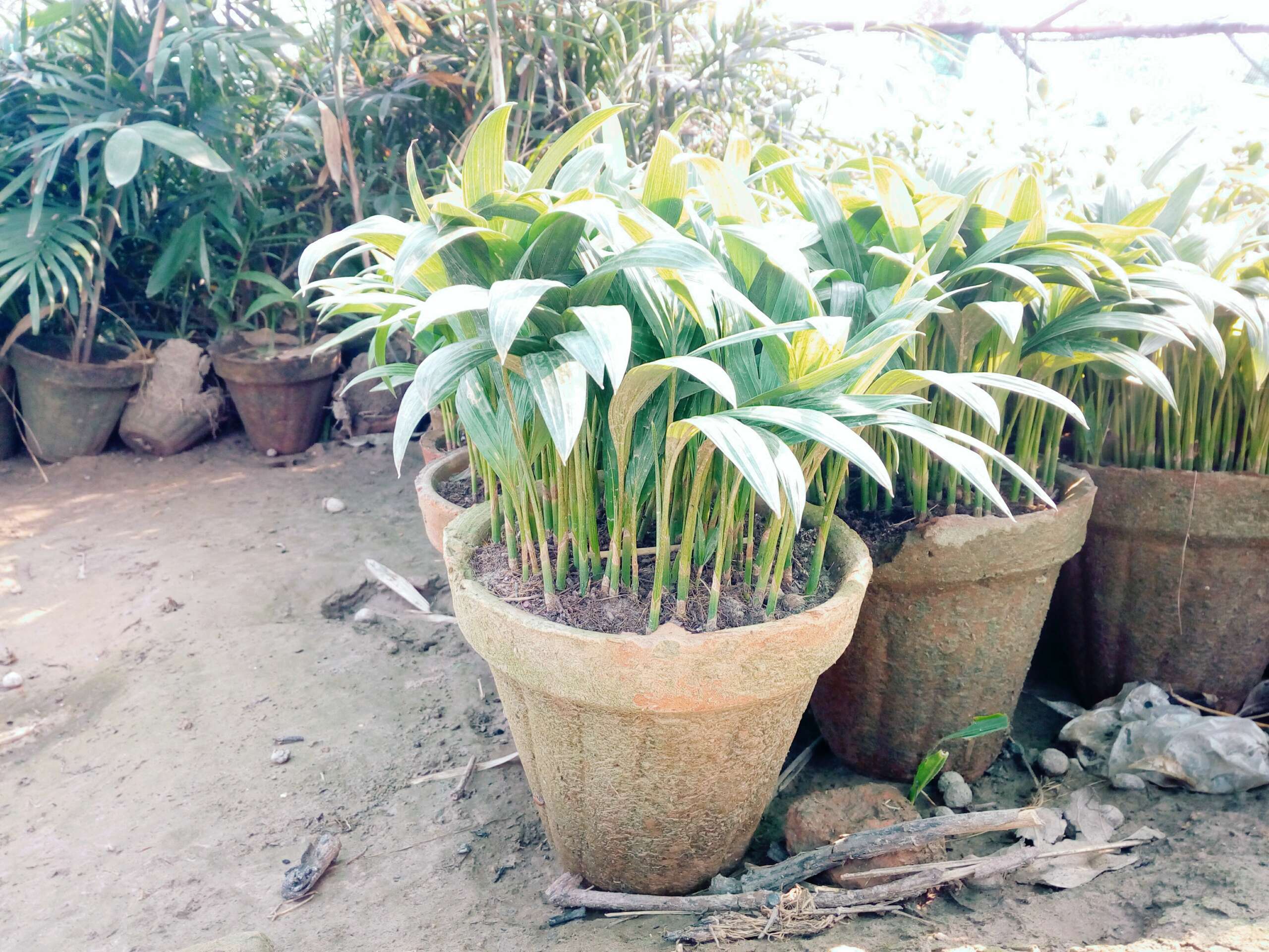 Alexander Palm Seedlings and Saplings in Pakistan