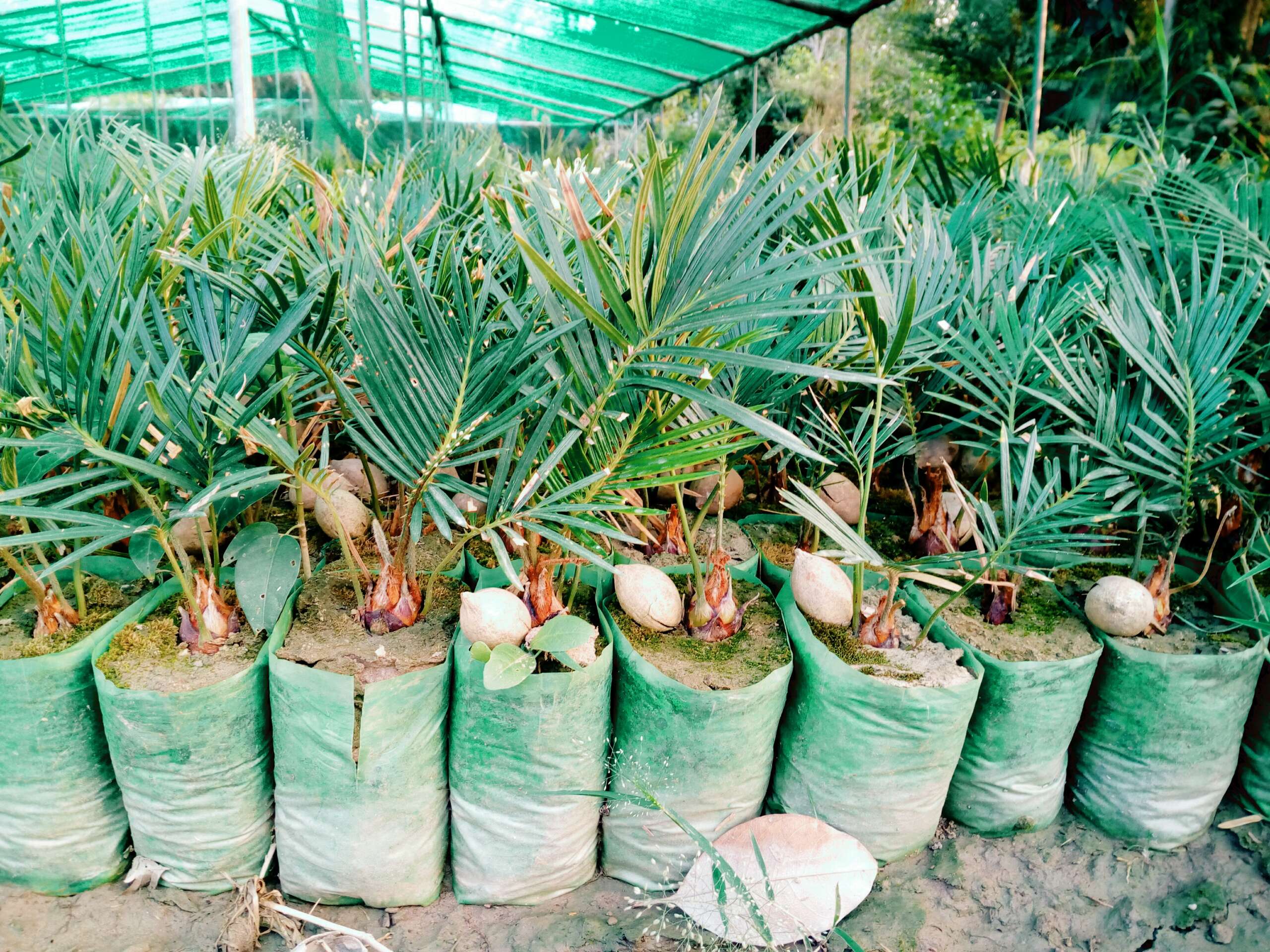 Kangi Palm Seedlings (Cycas revoluta) | Elevate Your Garden