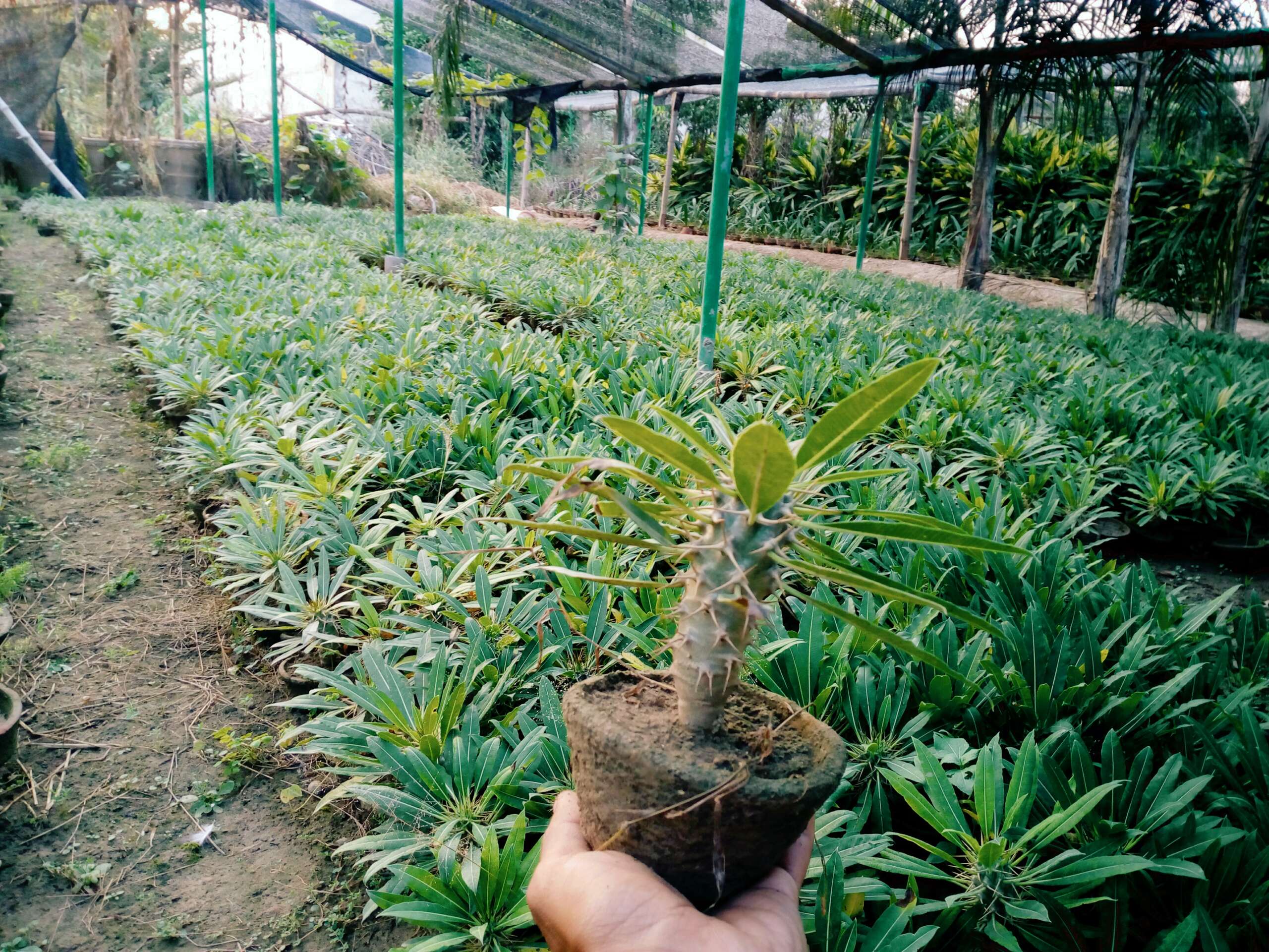 Pachypodium Seeds and Seedlings for Sale at AzizNursery.com