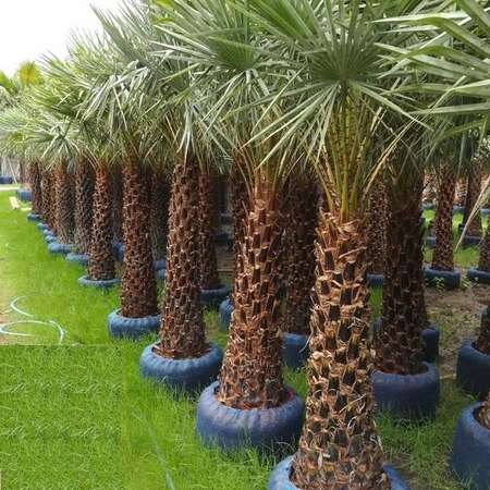 Exploring the Beauty and Care of Imported Copernicia Palm Trees