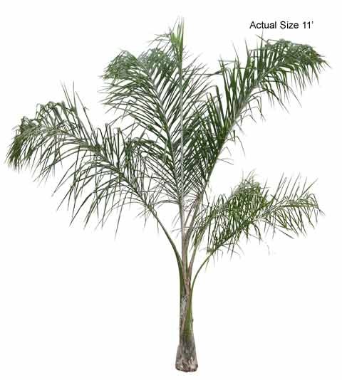 Queen-Palm-plants-for-sale