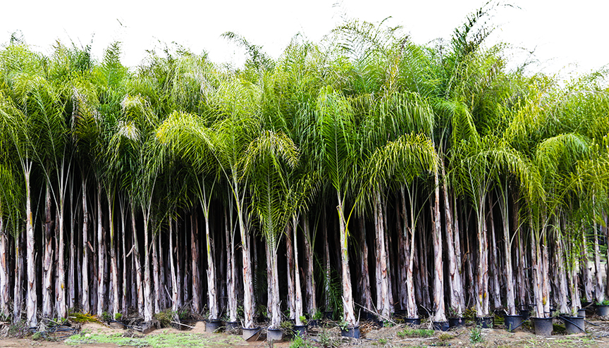 The Allure of Queen Palm Plants from Aziz Nursery