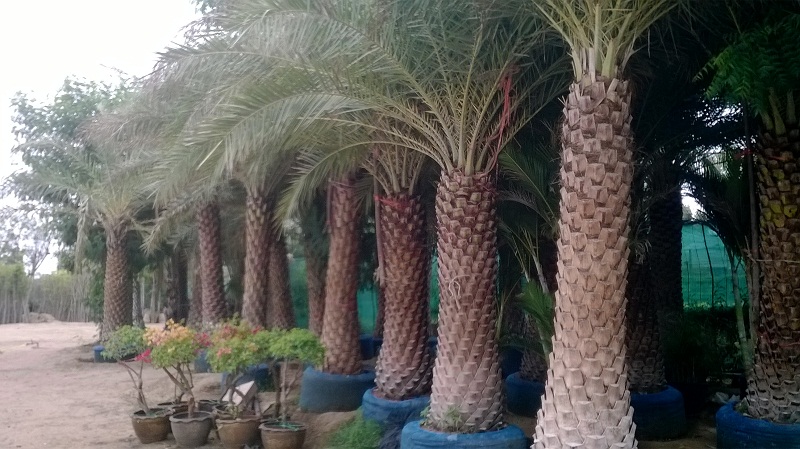 phoenix sylvestris Palm in pakistan
