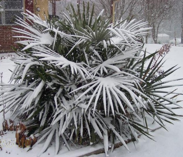 nannorrhops-ritchiana-palm-in-snow