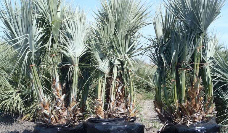 Nannorrhops Ritchiana (Mazari Palm) Seeds – Unlocking the Beauty