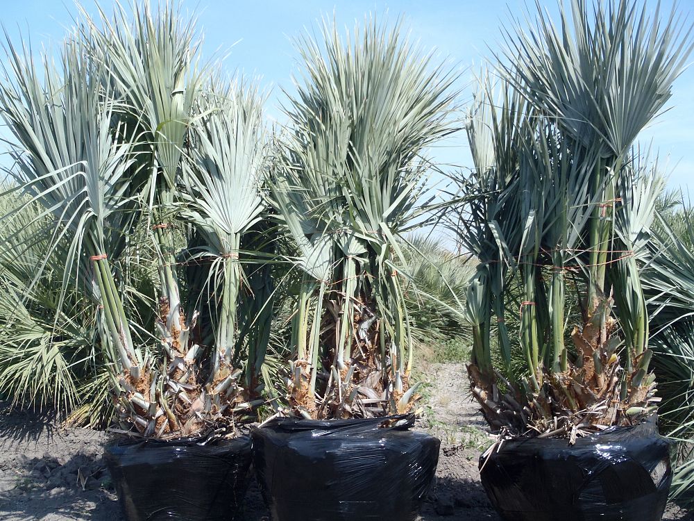nannorrhops-ritchiana-palm-plants