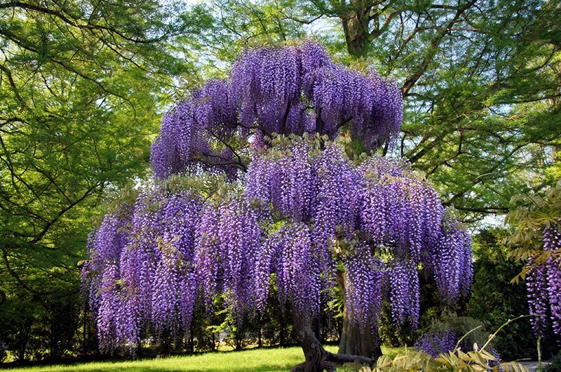 Wisteria Purple Flowering Trees | Unveiling the Elegance