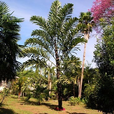 Wallichia Palm Plants: Your Passport to Tropical Elegance