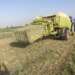 Rhodes Grass