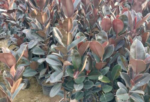 rubber plant