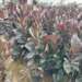 Black Rubber Plant