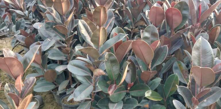 rubber plant