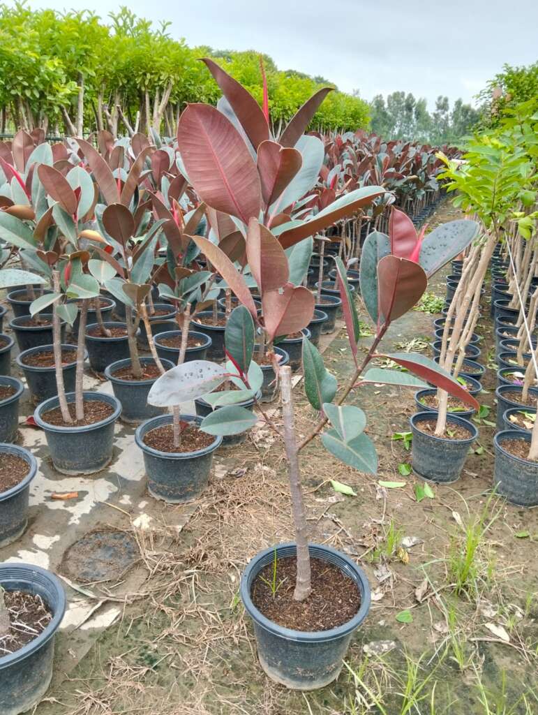 Rubber Plant